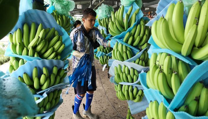 banano+producción+precios bajos