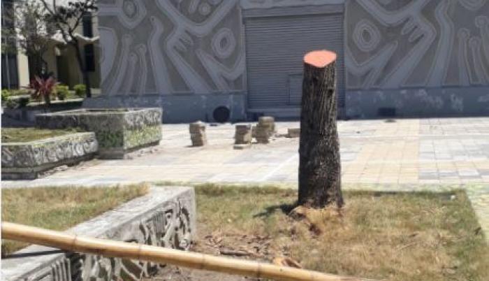 Así lucen los árboles de la Facultad de Arquitectura hoy.