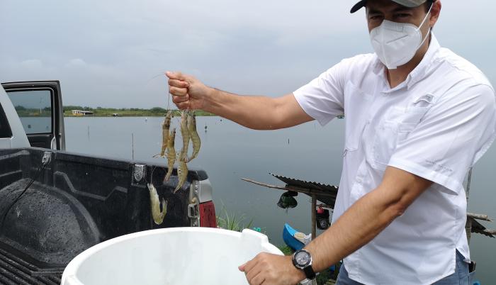 camarones