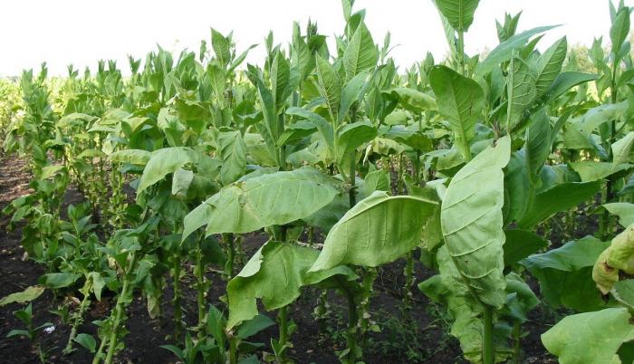 tabaco-plantacion-cultivos