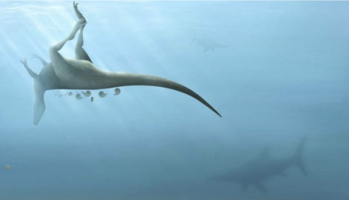 Vectaerovenator inopinatus