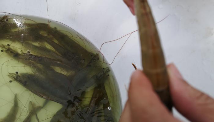 Camarones
