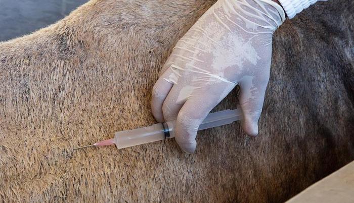 coronavirus-suero-equino-brasil-covid-defensas