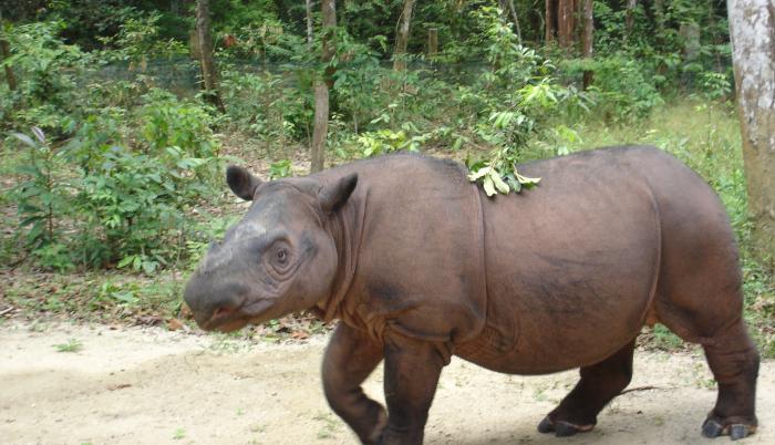 rinoceronte de sumatra