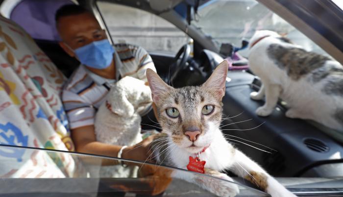 mascotas en el taxi