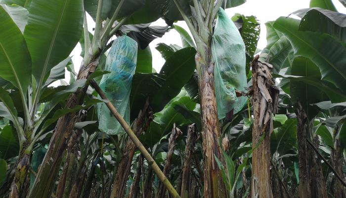 bananeras sin sigatoka