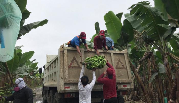 Chapea banano
