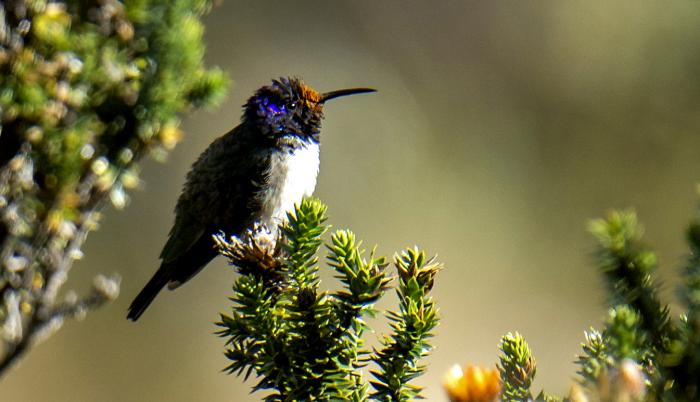 colibri