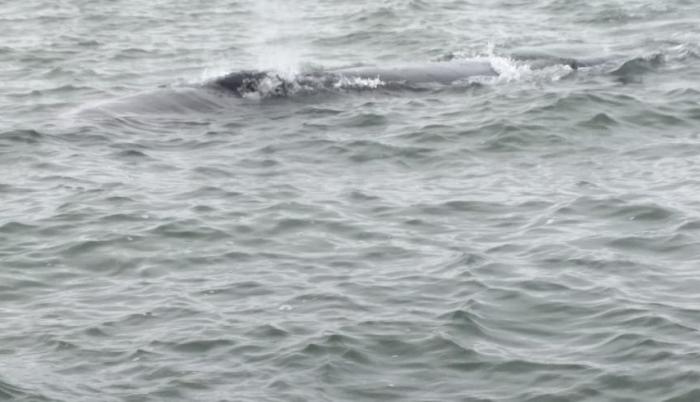 La ballena fue fotografiada por pescadores.