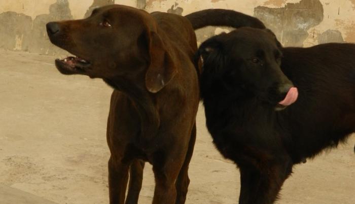 Perro Playas