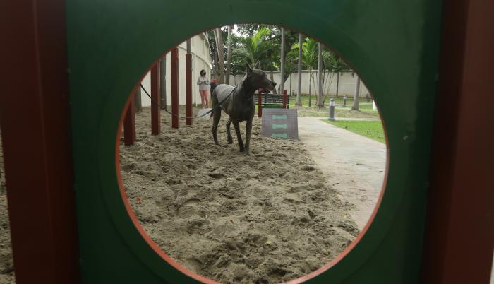 PISTA CANINA EN EL A (32360671)