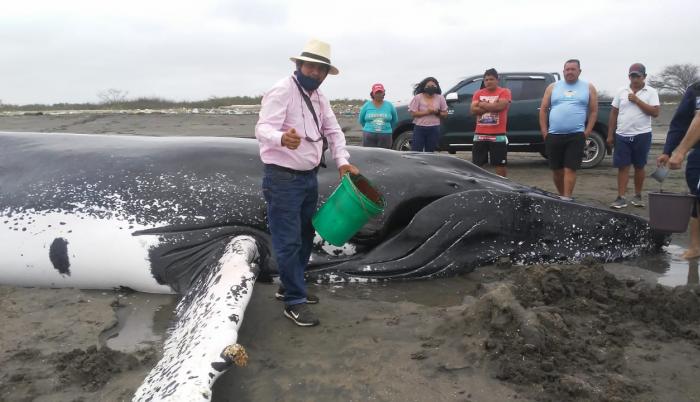 Los moradores intentan mantener vivo al mamífero hasta que lleguen las autoridades.
