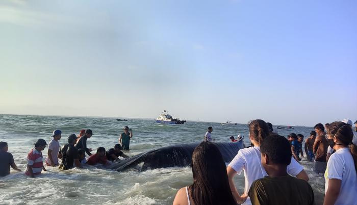 Comuneros lograron que el animal se retire de la playa de la isla.