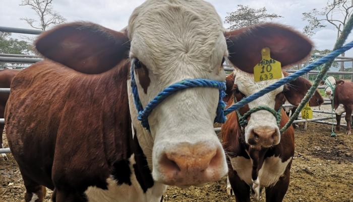 Vacas