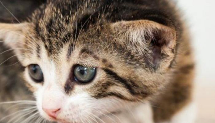 maltrato_gato.jpg_1902800913