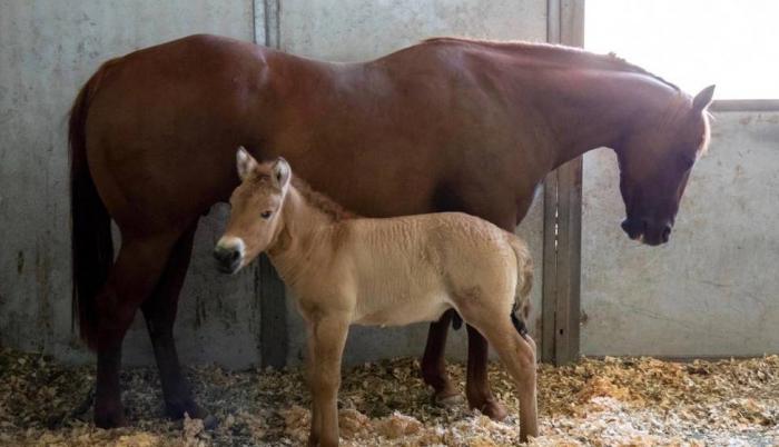 logran-clonar-una-raza-de-caballo-en-peligro-critico-de-extincion