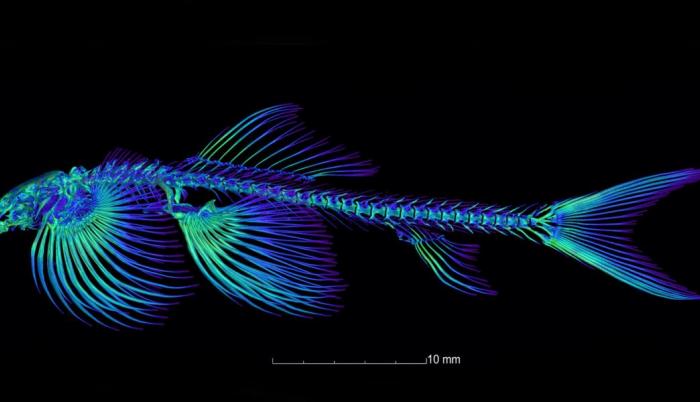 ciencia-Cryptotora thamicola