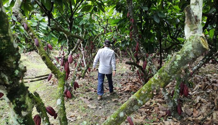 Cacao