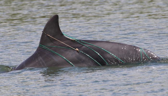 Delfines_Investigación_El Morro 2017-