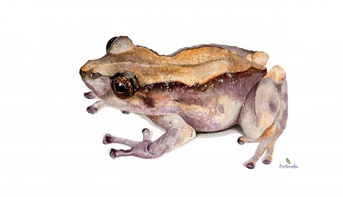 Pristimantis matildae