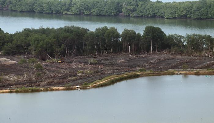 manglar 1