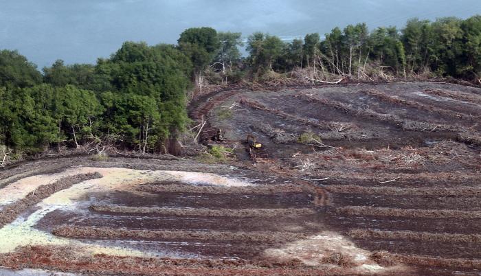Así se visualiza la tala de 40 hectáreas de manglar en el Golfo de Guayaquil.
