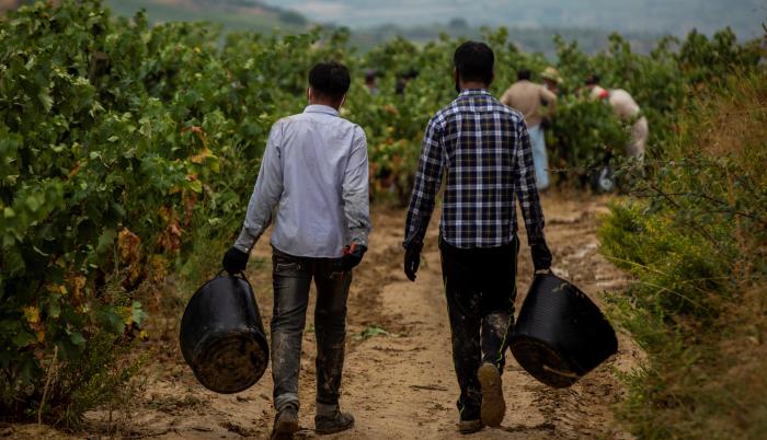 Temporeros pakistaníes trabajan en la vendimia en la localidad de Lapuebla de Labarca, en la Rioja Alavesa.