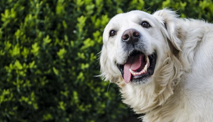 Perro