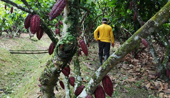 cacao