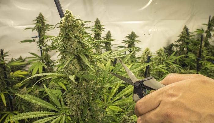 Cultivo-Cannabis-Ecuador