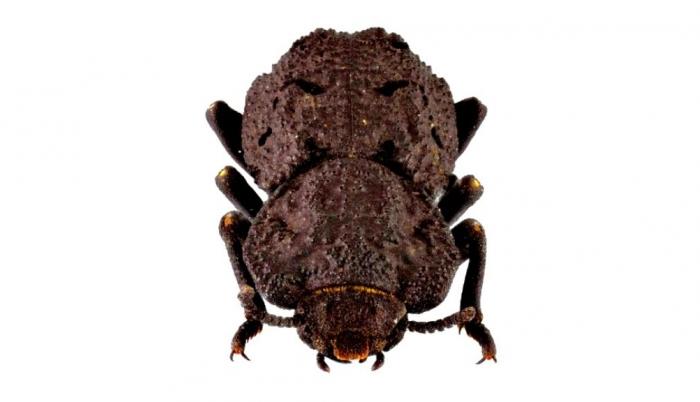 escarabajo-acorazado-diabolicus-creative-commons