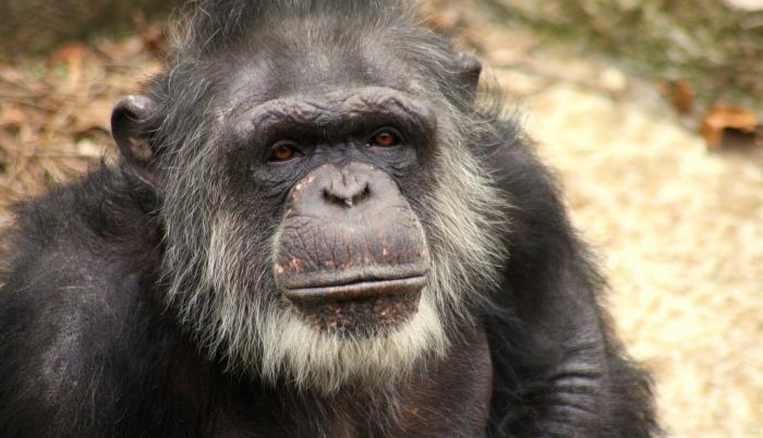 chimpance-viejo-social