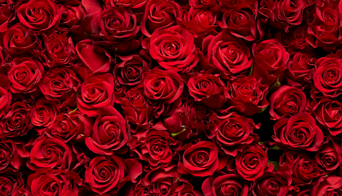 Rosas