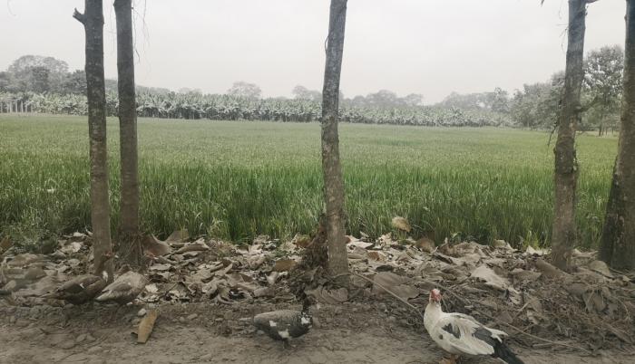 Patitos