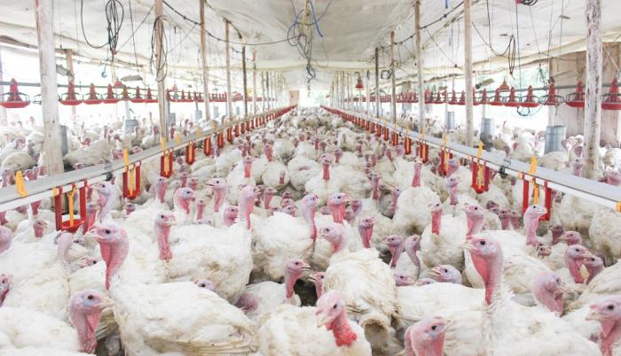 Pavos