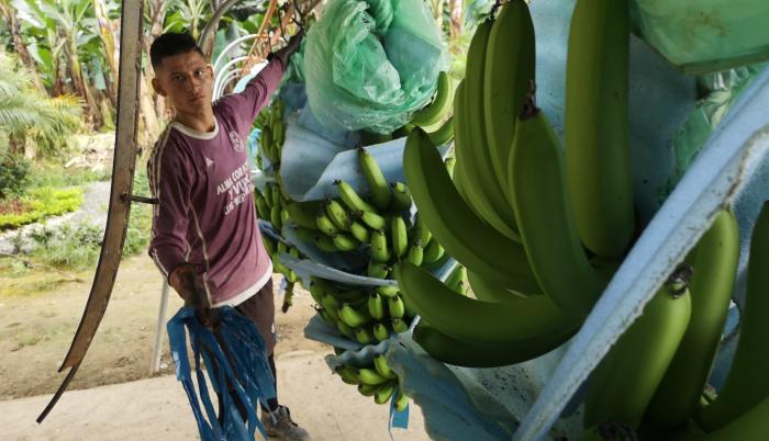 Banano