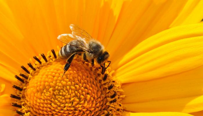 abejas