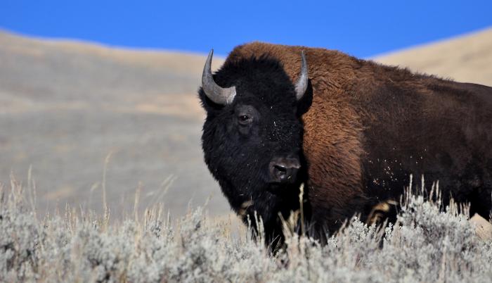 bisonte-bison-clima-calentamiento-bacterias