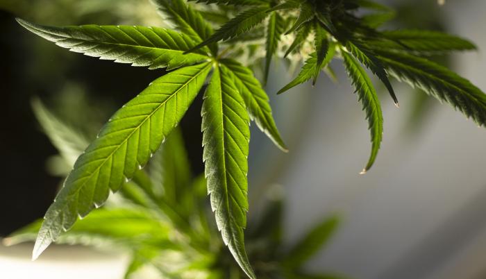 marijuana-leaf-5315553_1920