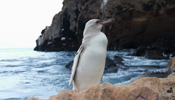 Pinguino blanco