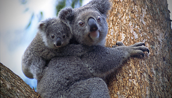 koalas