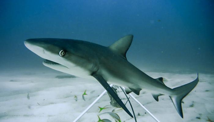 tiburon-caribe-arrecife-extincion