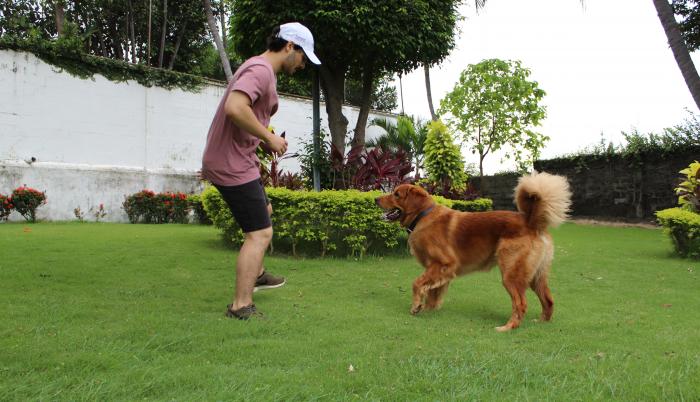Mascota perro