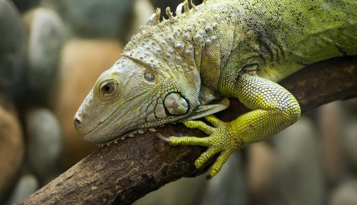 iguana-4185363_1920