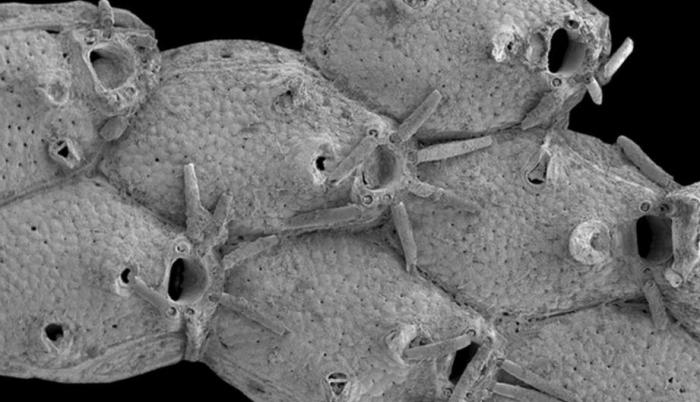 EuropaPress_3498621_briozoo_llamado_microporella_funbio_fue_descubierto_volcan_lodo_submarino