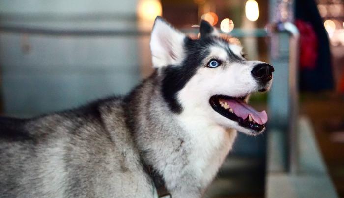 huskie