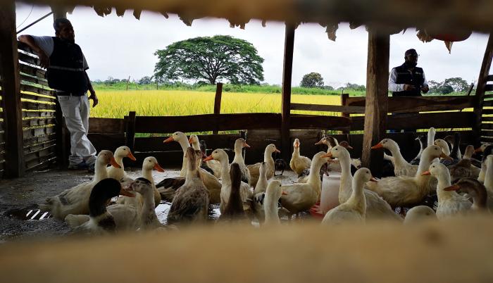 PATOS