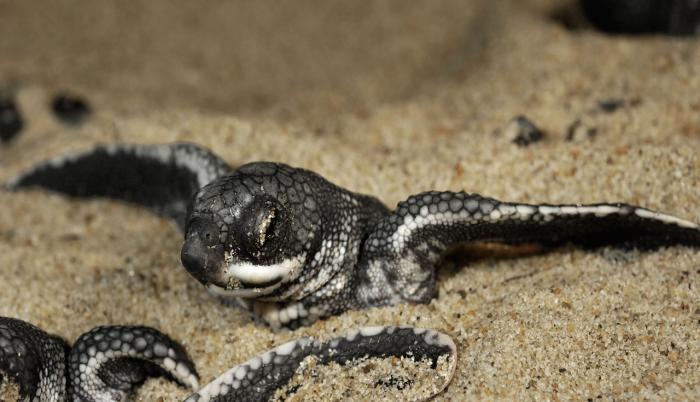 tortugas