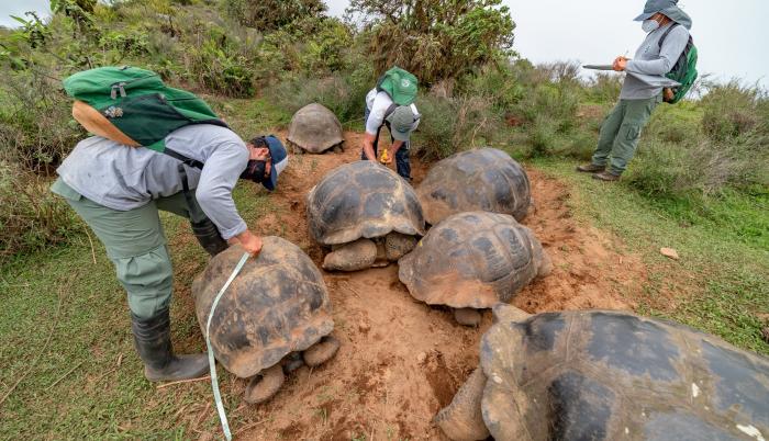 tortugaaa
