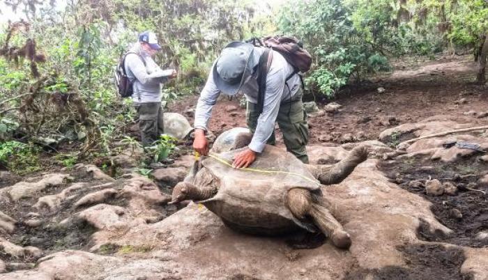 Personal técnico realizó una medición de las especies, para monitorear su desarrollo